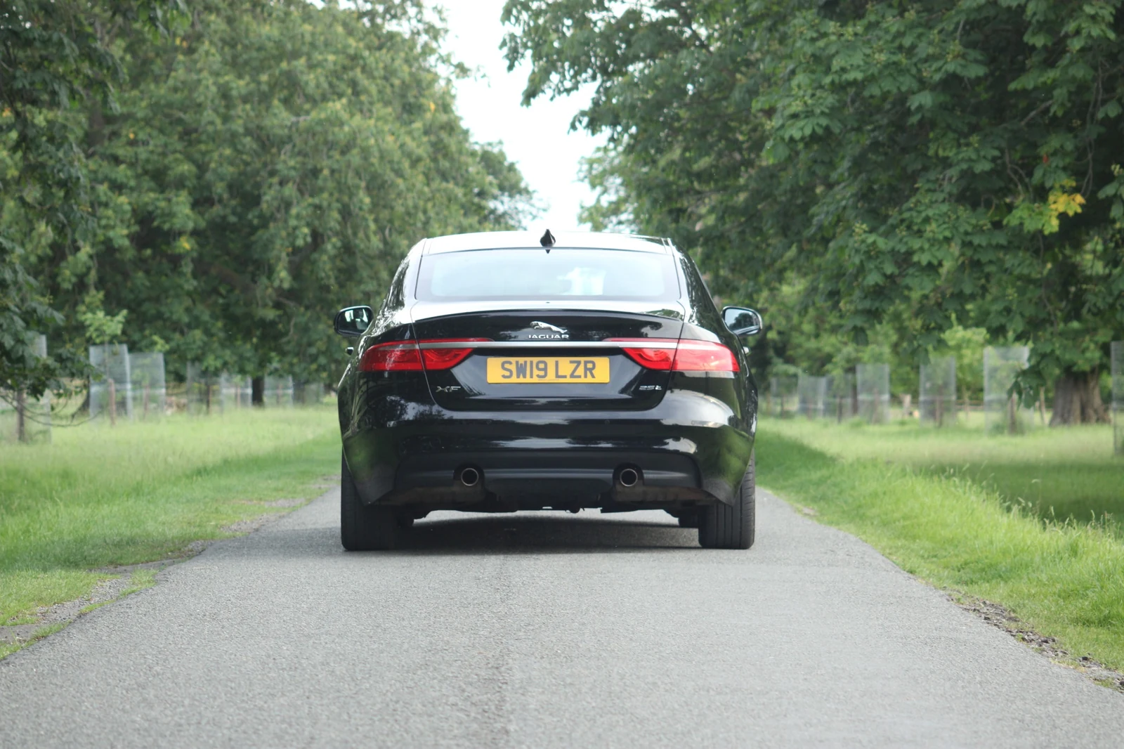 A straight rear view of a black Jaguar on a tree-lined country drive.